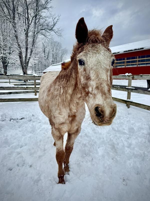 Enlarge Thor, a Adoptable mixed breed in Stratham, NH image 1/4