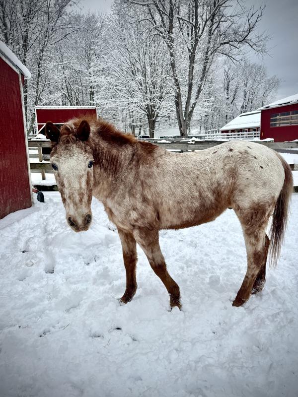 Enlarge Thor, a Adoptable mixed breed in Stratham, NH image 2/4