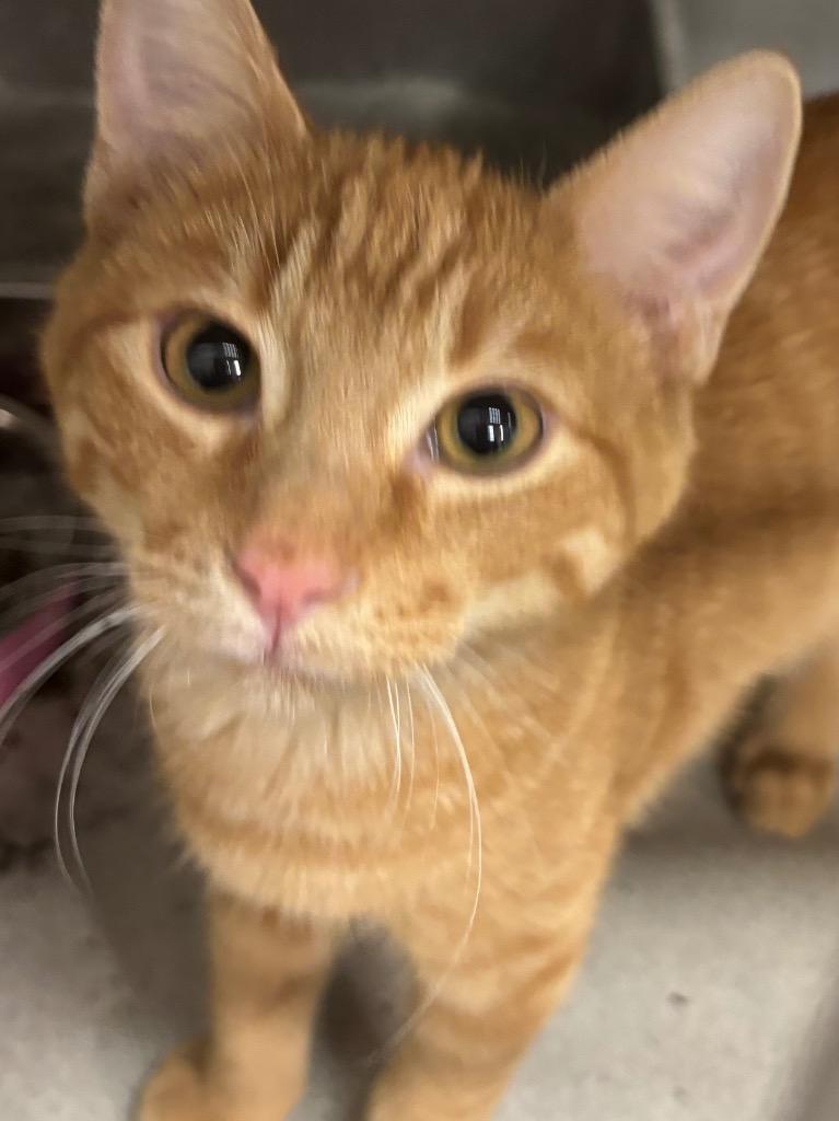 Enlarge Archie, a Adoptable mixed breed in Midland, TX image 1/1