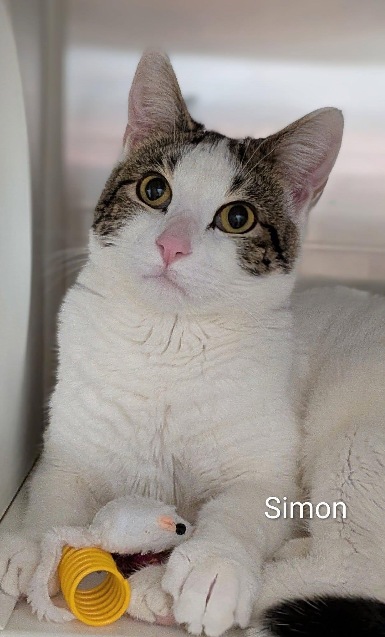 Enlarge Simon, a ADOPTABLE Domestic Short Hair in Flint, MI image 1/1