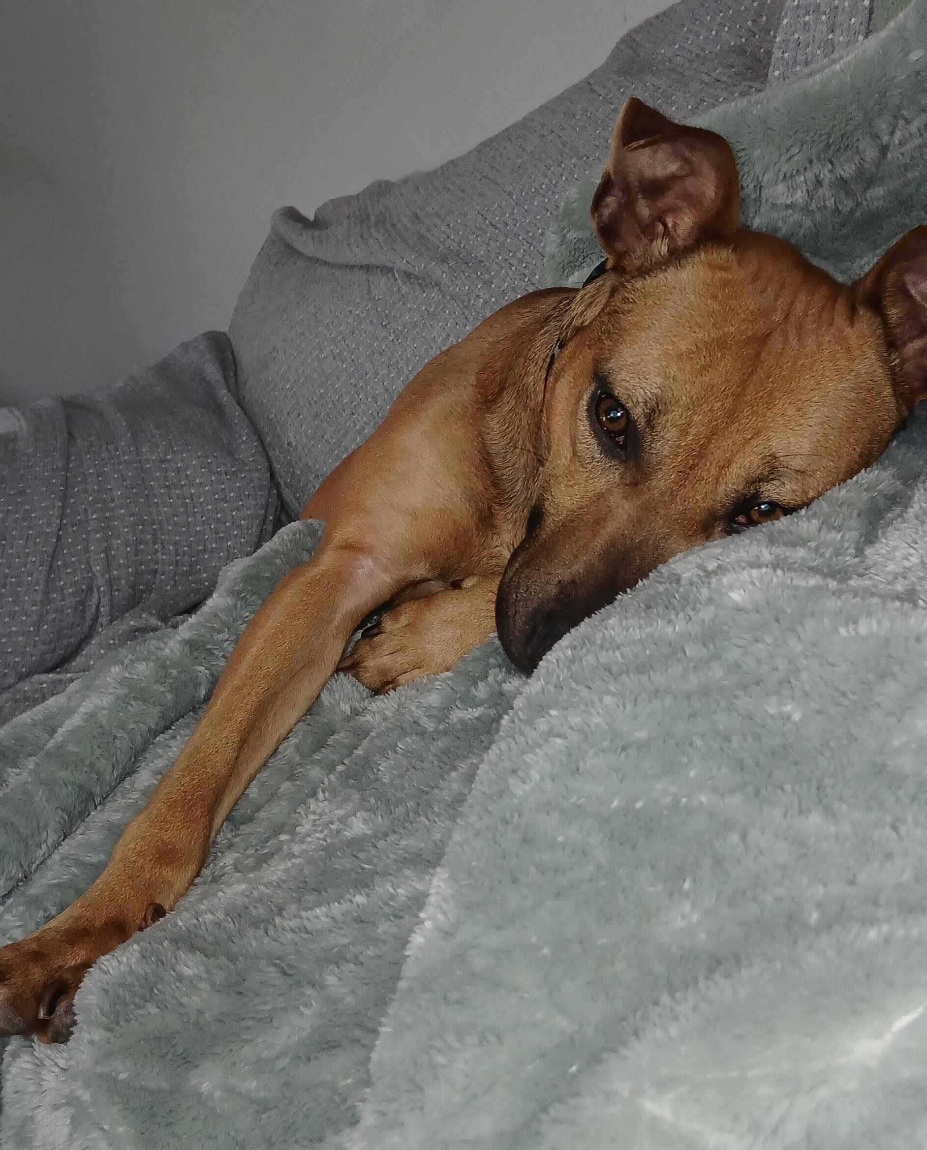 Addison "Addie", a Adoptable mixed breed in Hagerstown, MD image 5/6