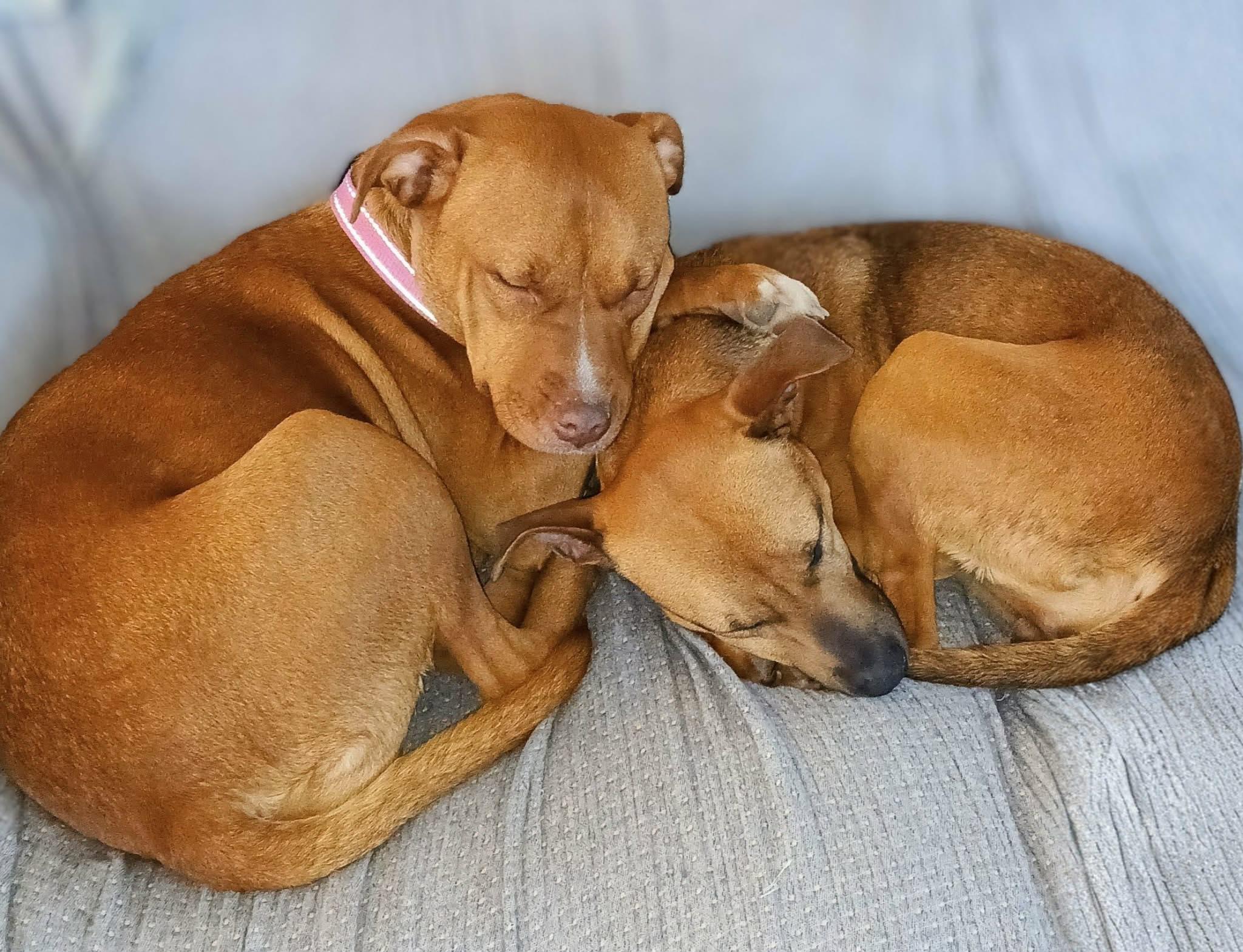 Addison "Addie", a Adoptable mixed breed in Hagerstown, MD image 5/6