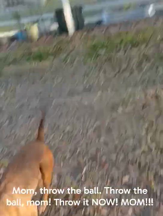 Enlarge Addison "Addie", a Adoptable mixed breed in Hagerstown, MD video 6/6