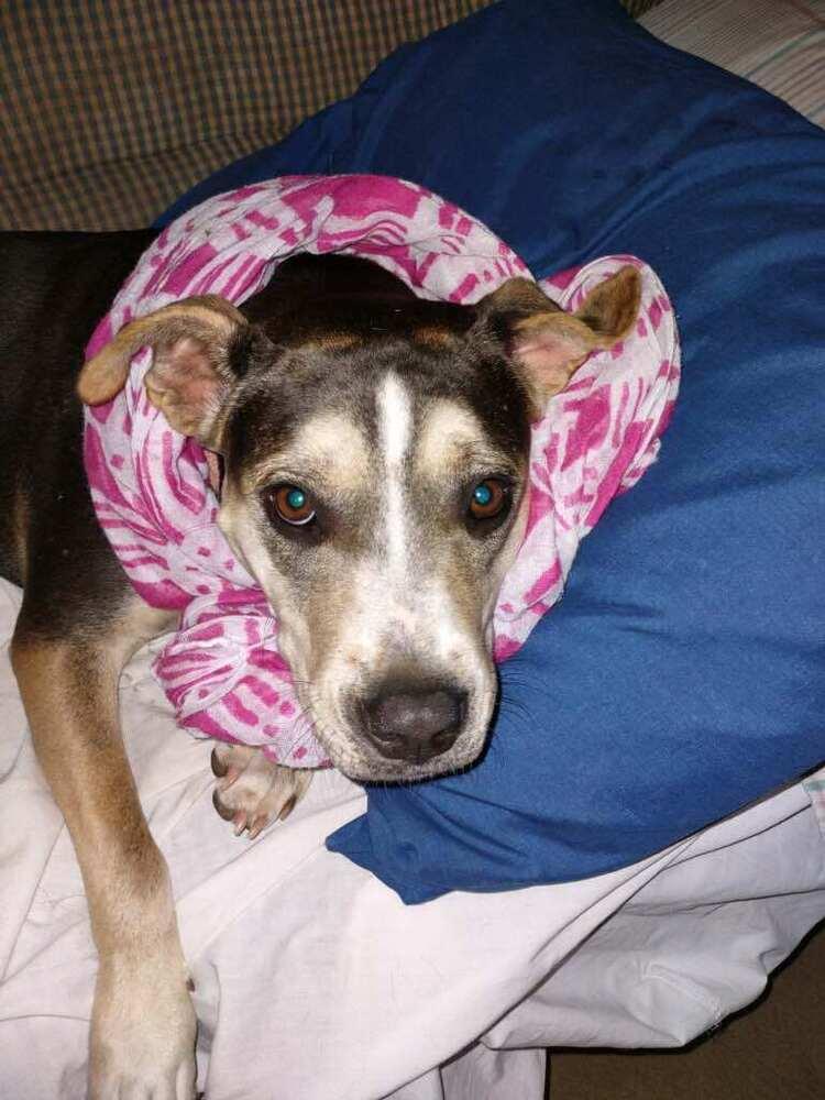 Sugar, Adoptable, Young Female Hound.