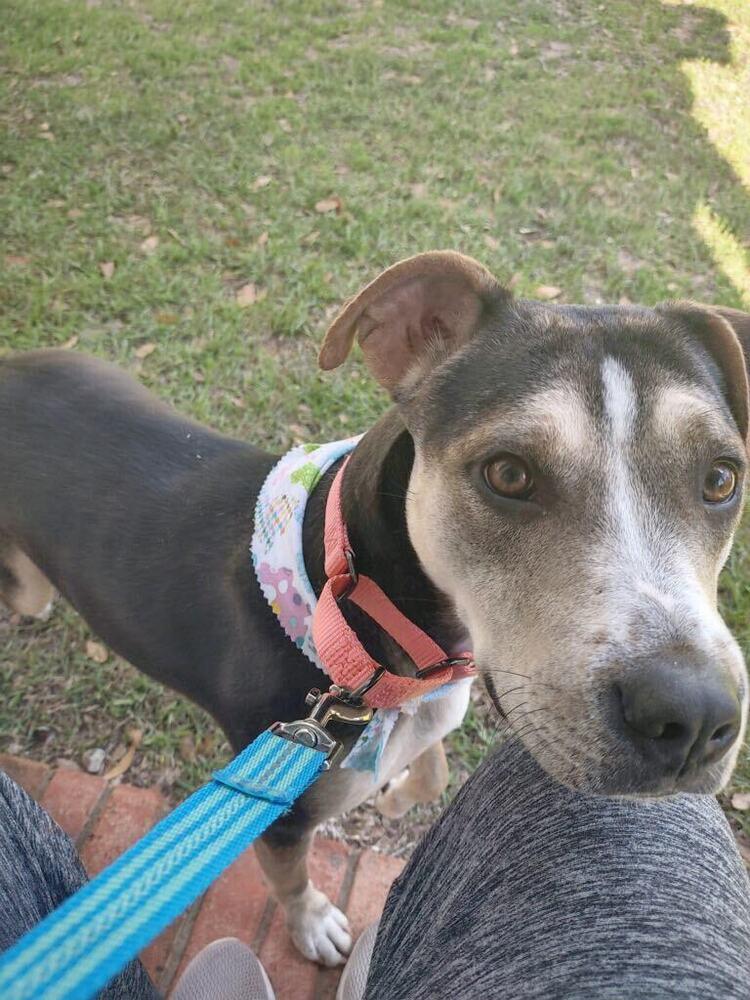 Enlarge Sugar, a Adoptable Hound in Milton, FL image 2/6