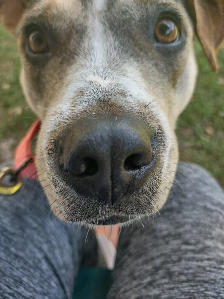 Enlarge Sugar, a Adoptable Hound in Milton, FL image 3/6