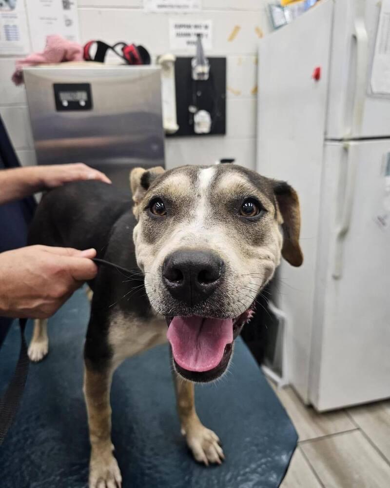 Enlarge Sugar, a Adoptable Hound in Milton, FL image 4/6