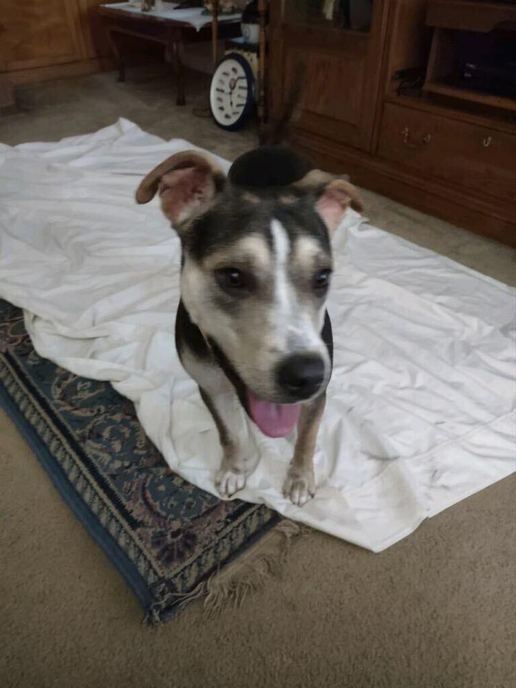 Enlarge Sugar, a Adoptable Hound in Milton, FL image 5/6