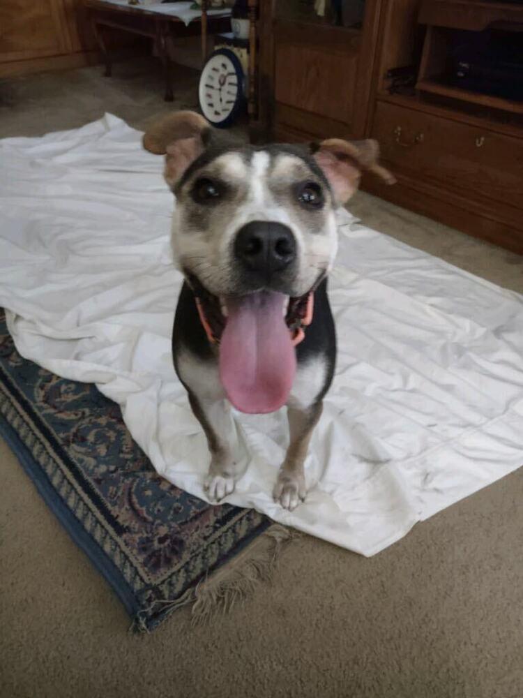 Enlarge Sugar, a Adoptable Hound in Milton, FL image 6/6