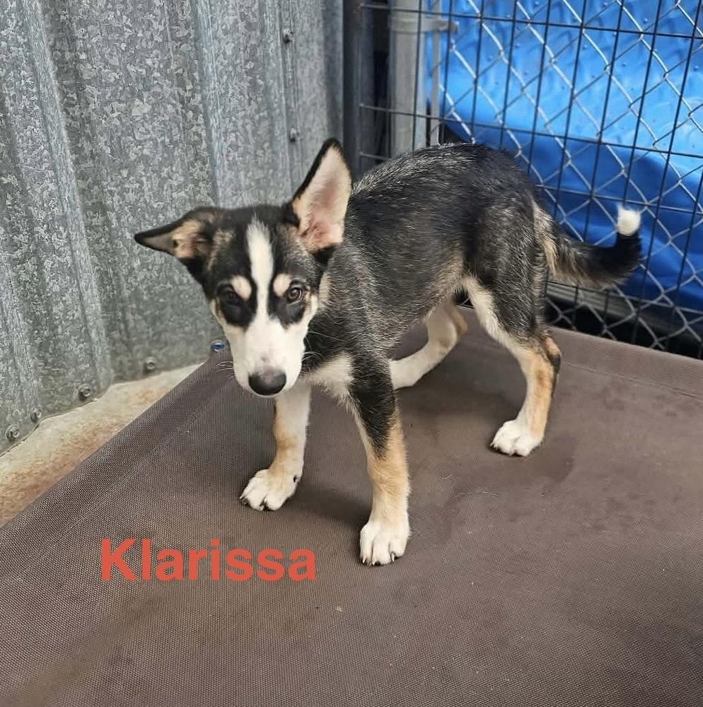Klarissa photo