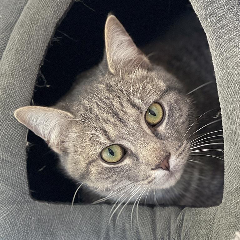 Opie, adopted, Adult Male Domestic Short Hair.