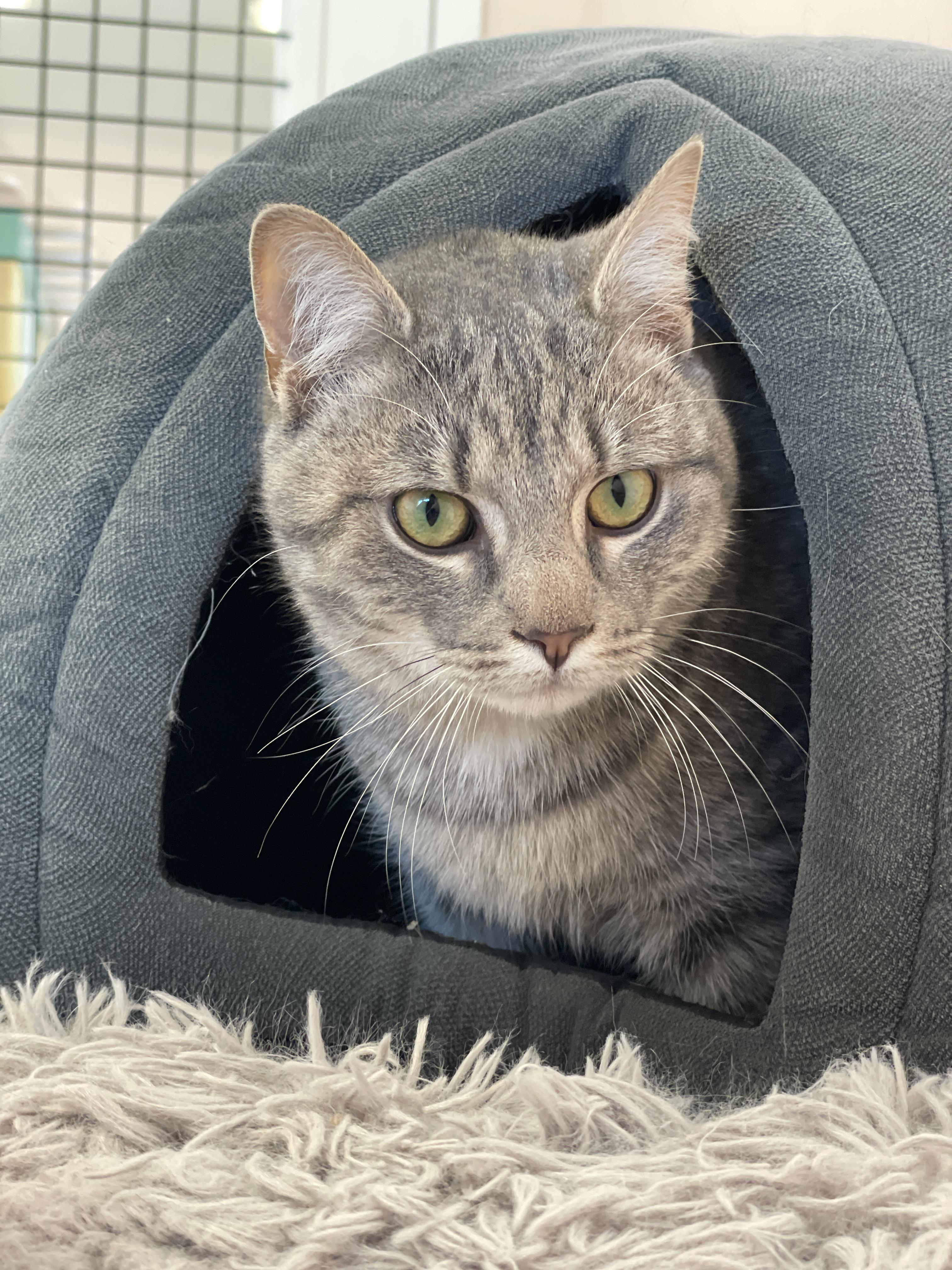 Enlarge Opie, an adopted Domestic Short Hair in Charles Town, WV image 3/3