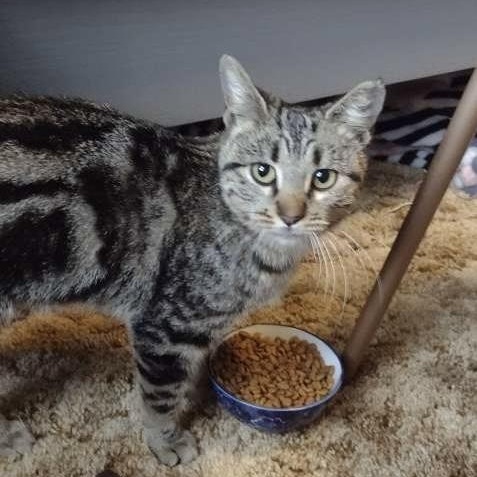Enlarge Snowbird, a ADOPTABLE Tabby in Memphis, TN image 3/6