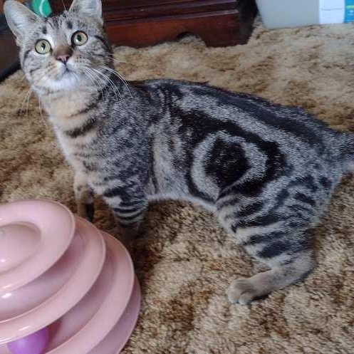 Enlarge Snowbird, a ADOPTABLE Tabby in Memphis, TN image 5/6