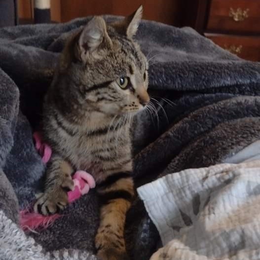 Enlarge Snowbird, a ADOPTABLE Tabby in Memphis, TN image 4/6