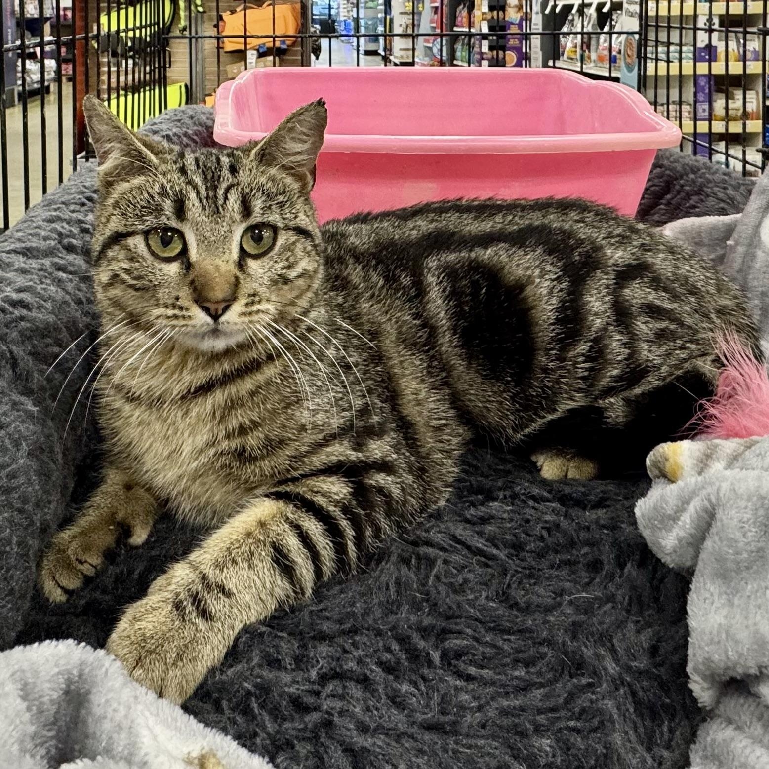 Snowbird, ADOPTABLE, Young Female Tabby.