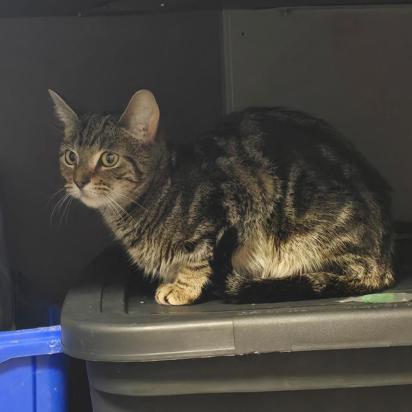 Enlarge Jasmine (bonded with Belle), a Adoptable Domestic Short Hair in Penfield, NY image 4/4