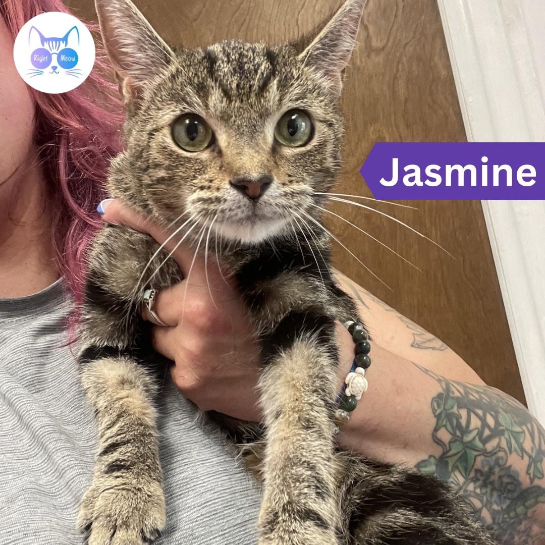 Jasmine (bonded with Belle), Adoptable, Young Female Domestic Short Hair.