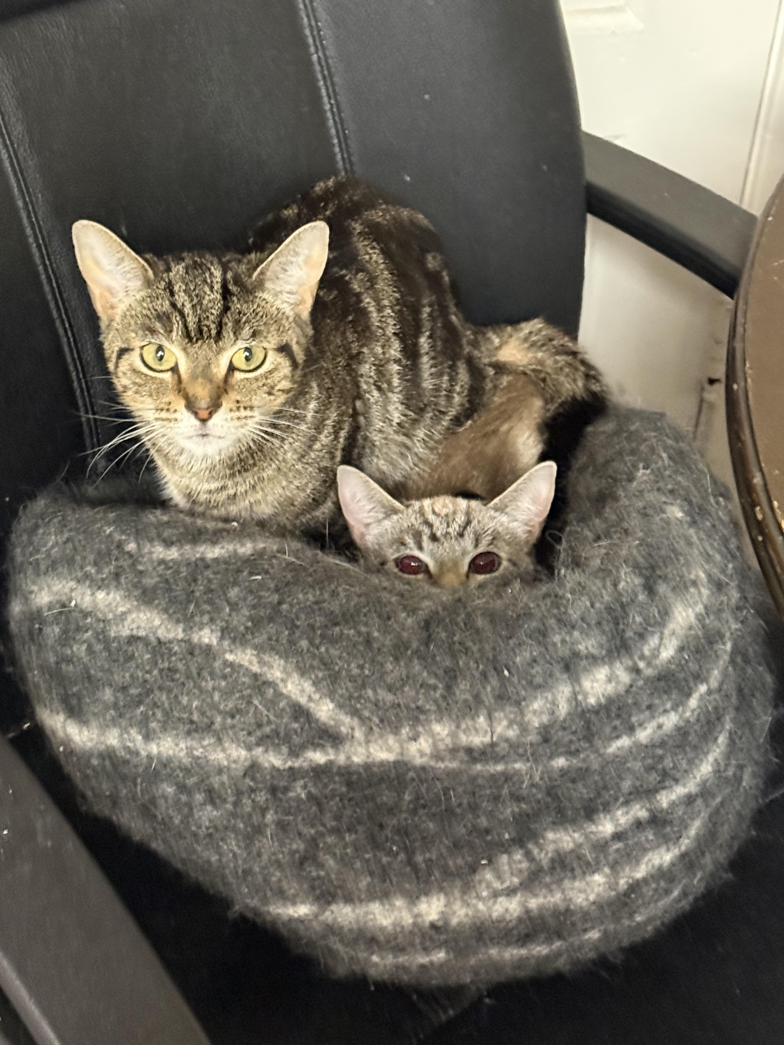 Enlarge Jasmine (bonded with Belle), a Adoptable Domestic Short Hair in Penfield, NY image 2/4