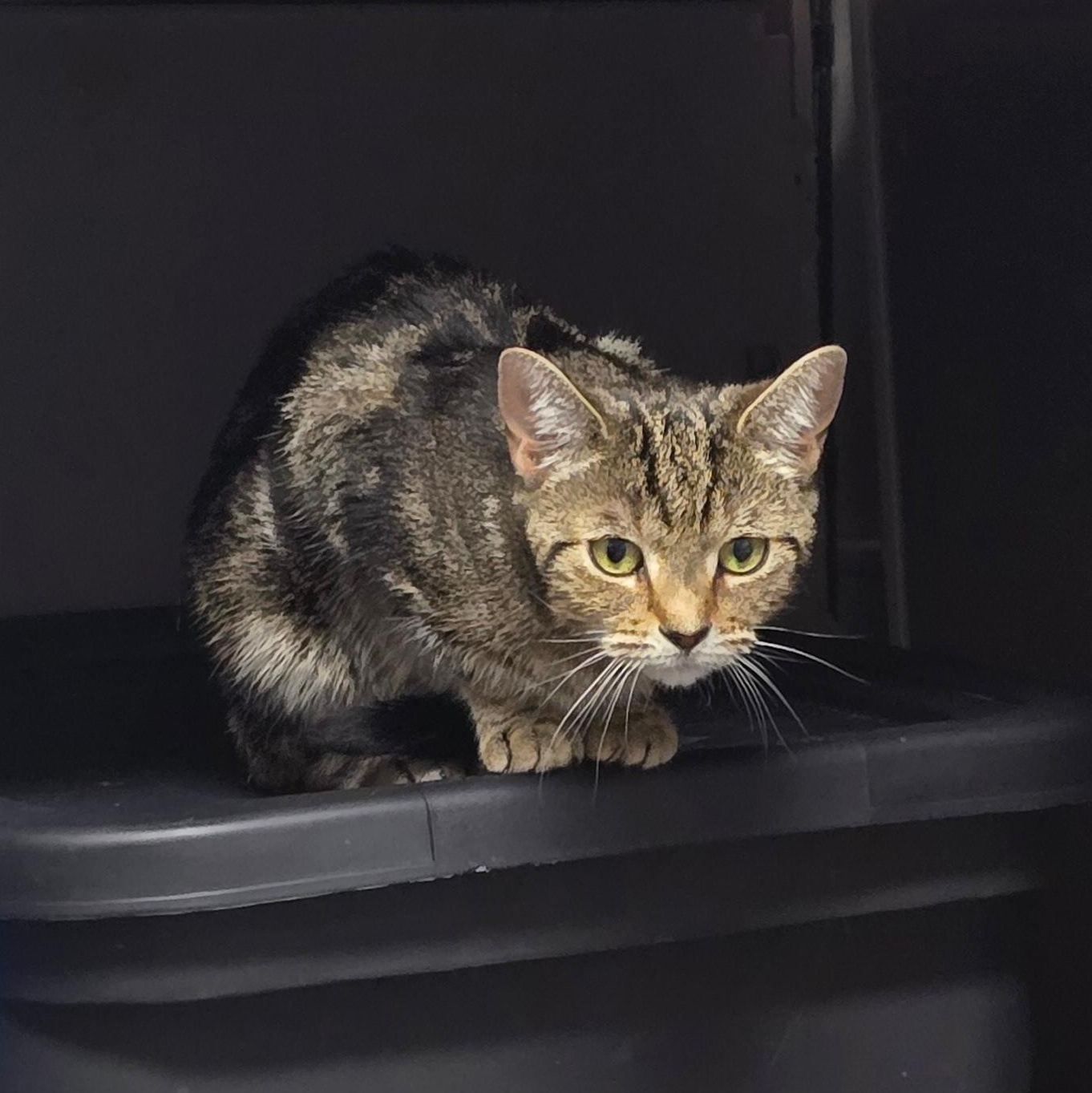 Enlarge Jasmine (bonded with Belle), a Adoptable Domestic Short Hair in Penfield, NY image 3/4