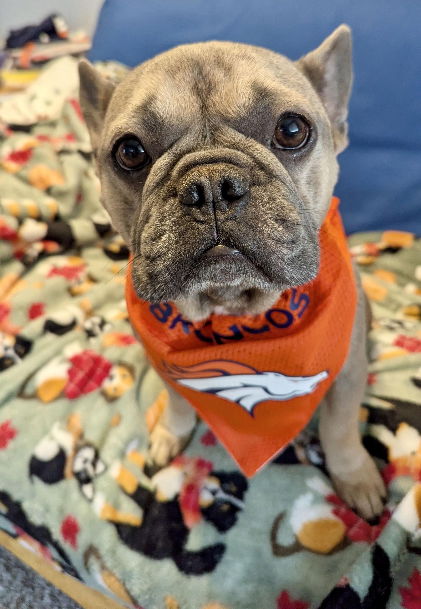 Dax, Adoptable, Adult Male French Bulldog.