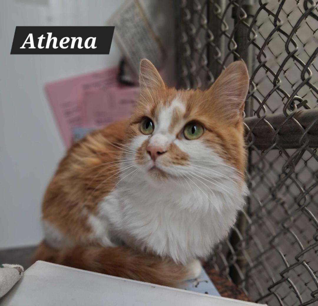 Enlarge Athena, a ADOPTABLE Domestic Short Hair in Durand, WI image 3/3