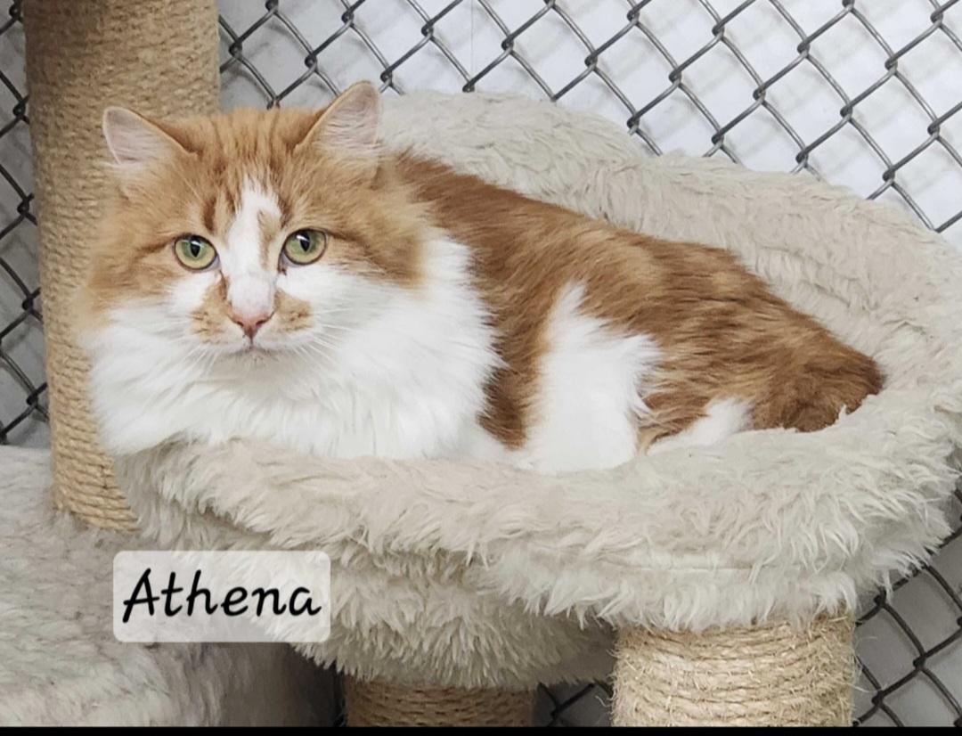 Enlarge Athena, a ADOPTABLE Domestic Short Hair in Durand, WI image 2/3