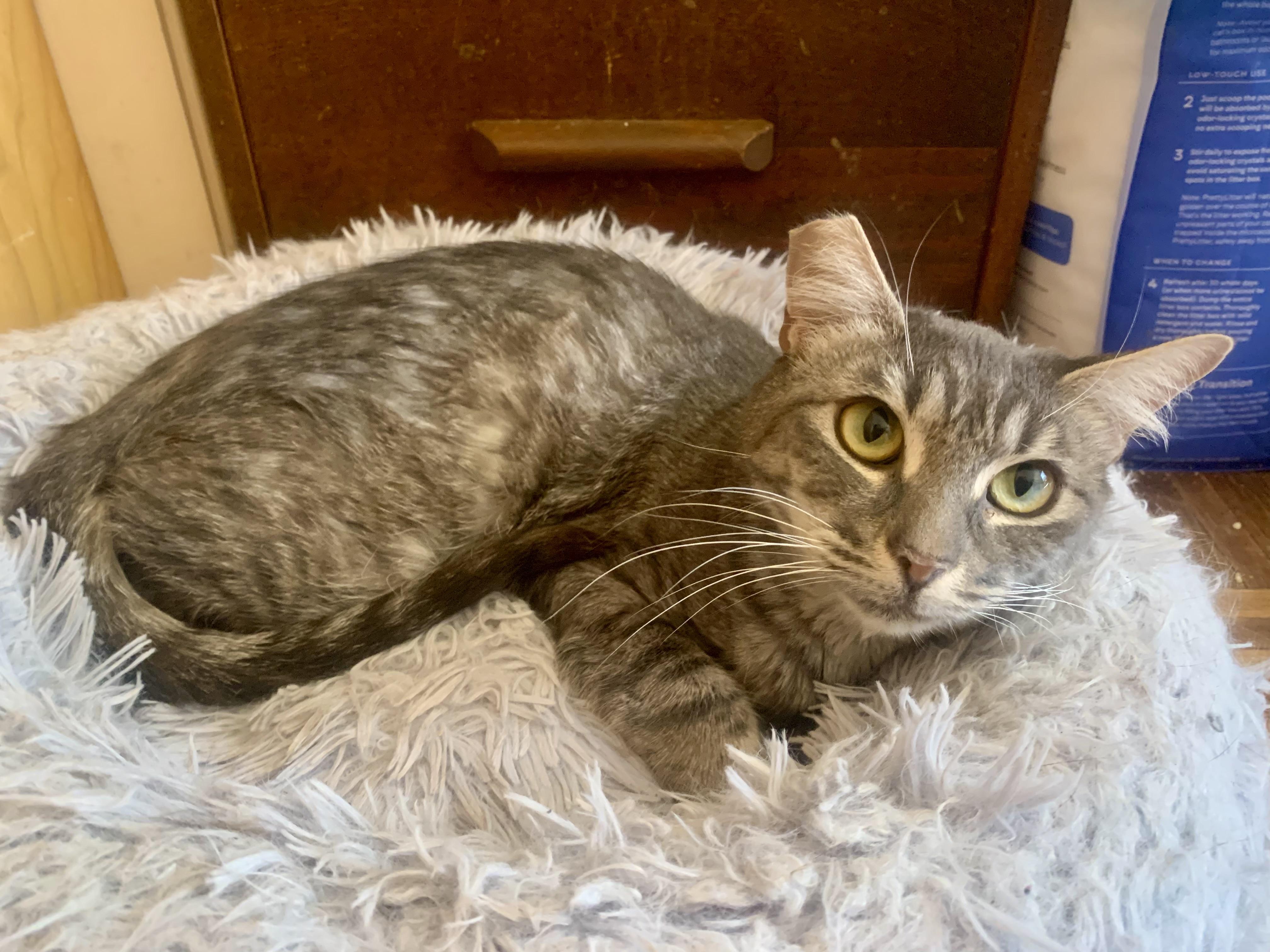 Enlarge Taffy, a Adoptable mixed breed in San Jose, CA image 1/2