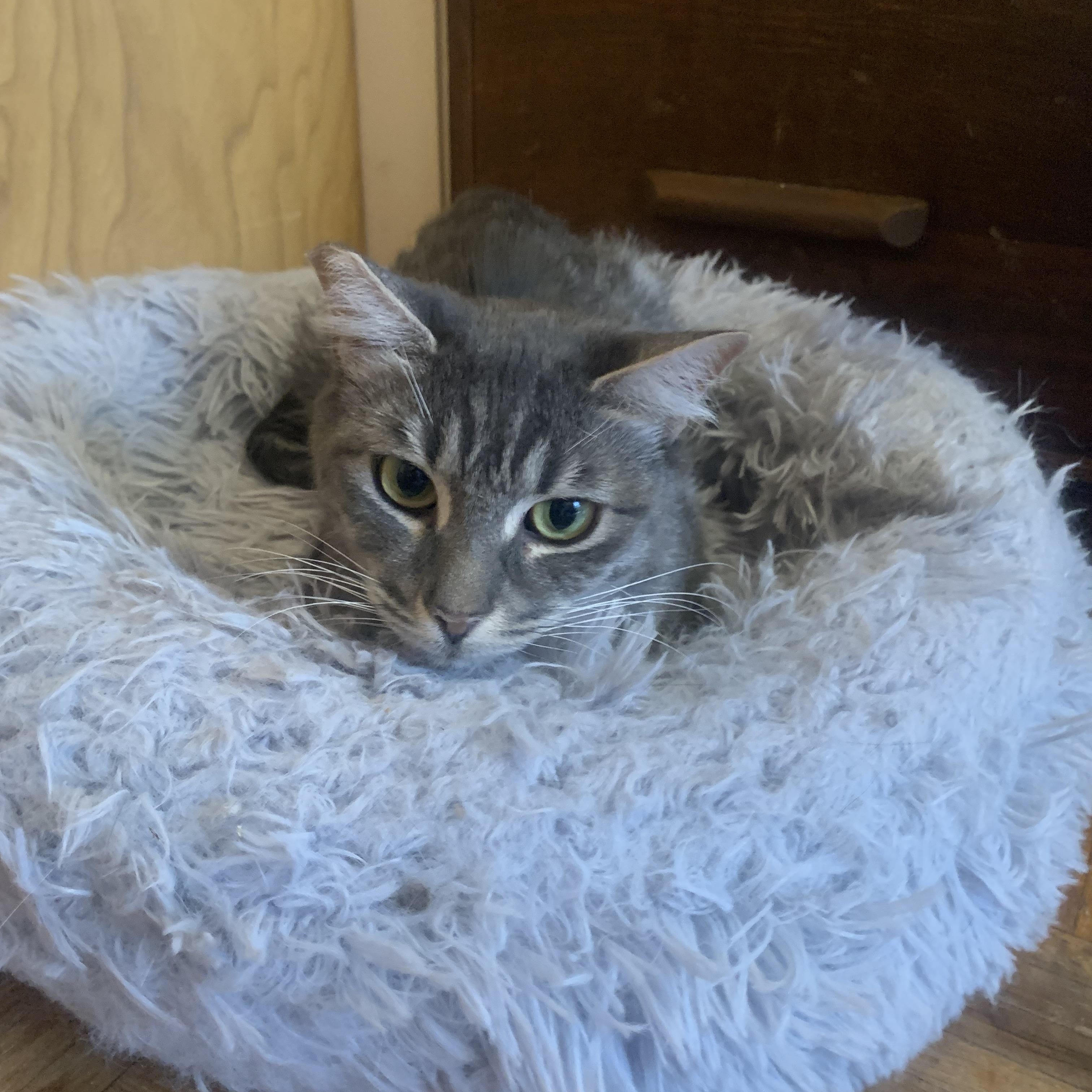 Enlarge Taffy, a Adoptable mixed breed in San Jose, CA image 2/2