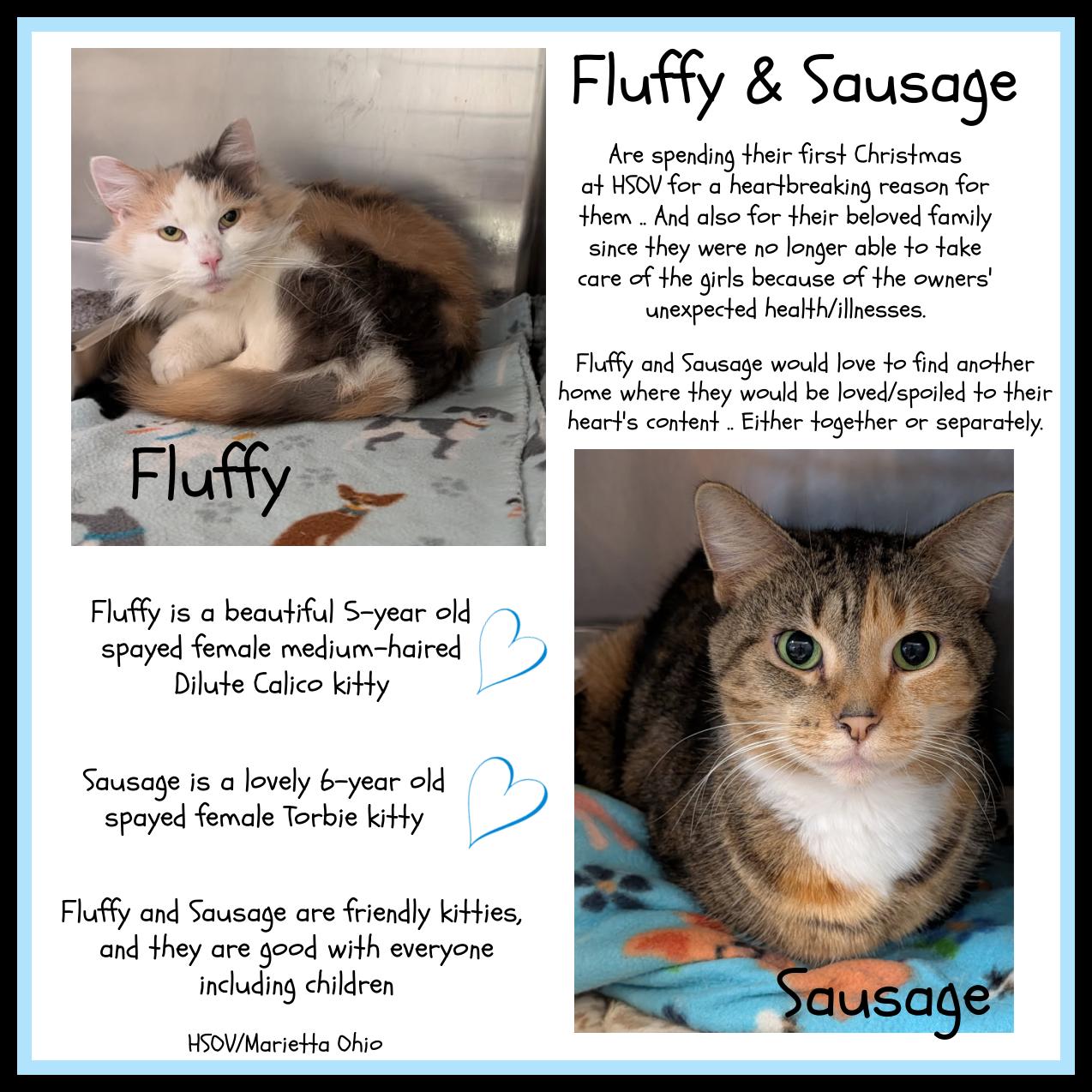 Enlarge Fluffy & Sausage (Spayed), an adopted mixed breed in Marietta, OH image 1/3