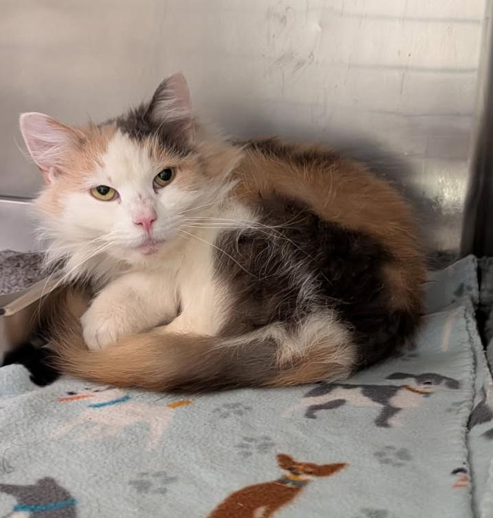 Enlarge Fluffy & Sausage (Spayed), an adopted mixed breed in Marietta, OH image 2/3