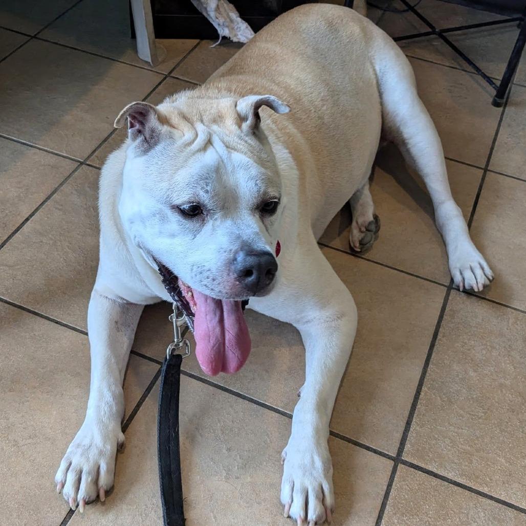 Pina, a Adoptable mixed breed in Lake Jackson, TX image 1/6