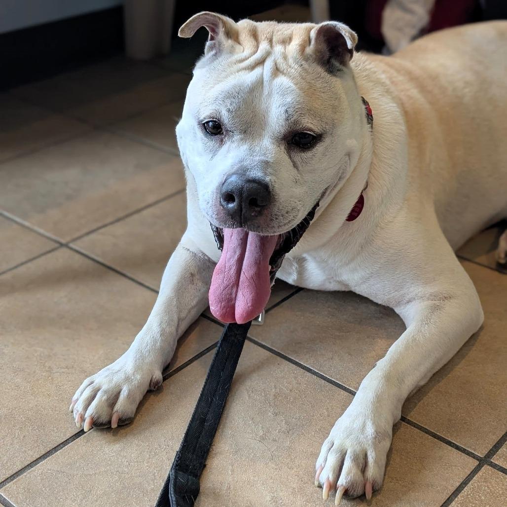 Pina, a Adoptable mixed breed in Lake Jackson, TX image 5/6