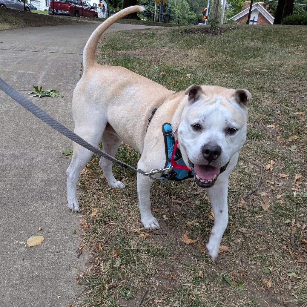 Pina, a Adoptable mixed breed in Lake Jackson, TX image 6/6