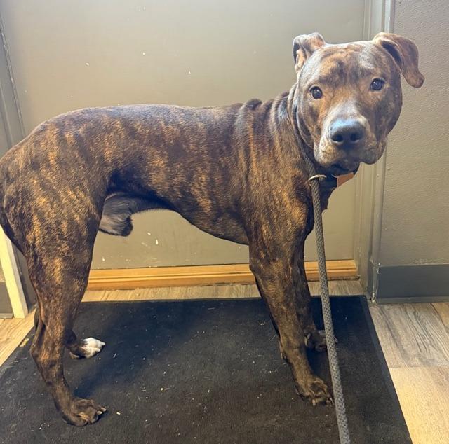 Boss, Adoptable, Young Male Pit Bull Terrier.