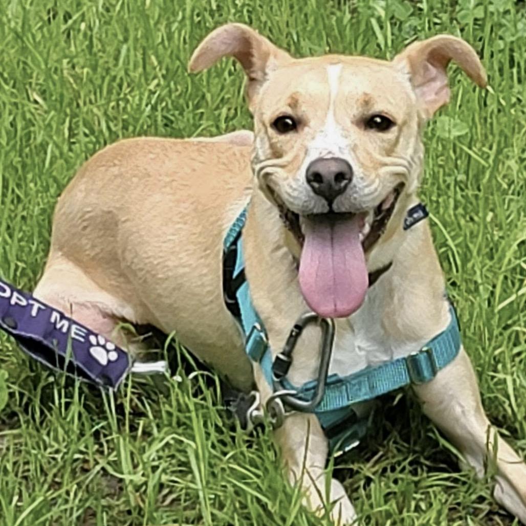 Eve, a Adoptable Mixed Breed in Asheville, NC image 4/5