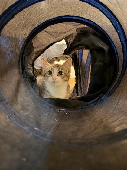 Larva, Adoptable, Kitten Female Domestic Short Hair & Domestic Short Hair.