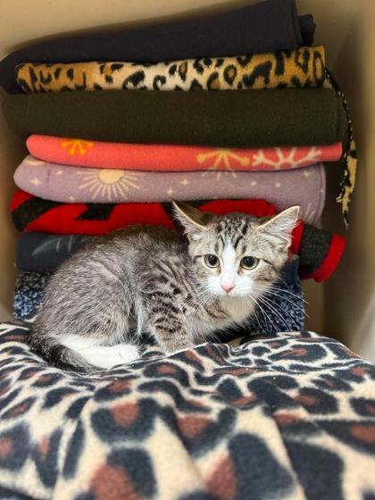 Enlarge Larva, a Adoptable mixed breed in Scottsbluff, NE image 2/3