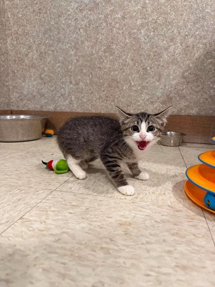 Enlarge Larva, a Adoptable mixed breed in Scottsbluff, NE image 3/3