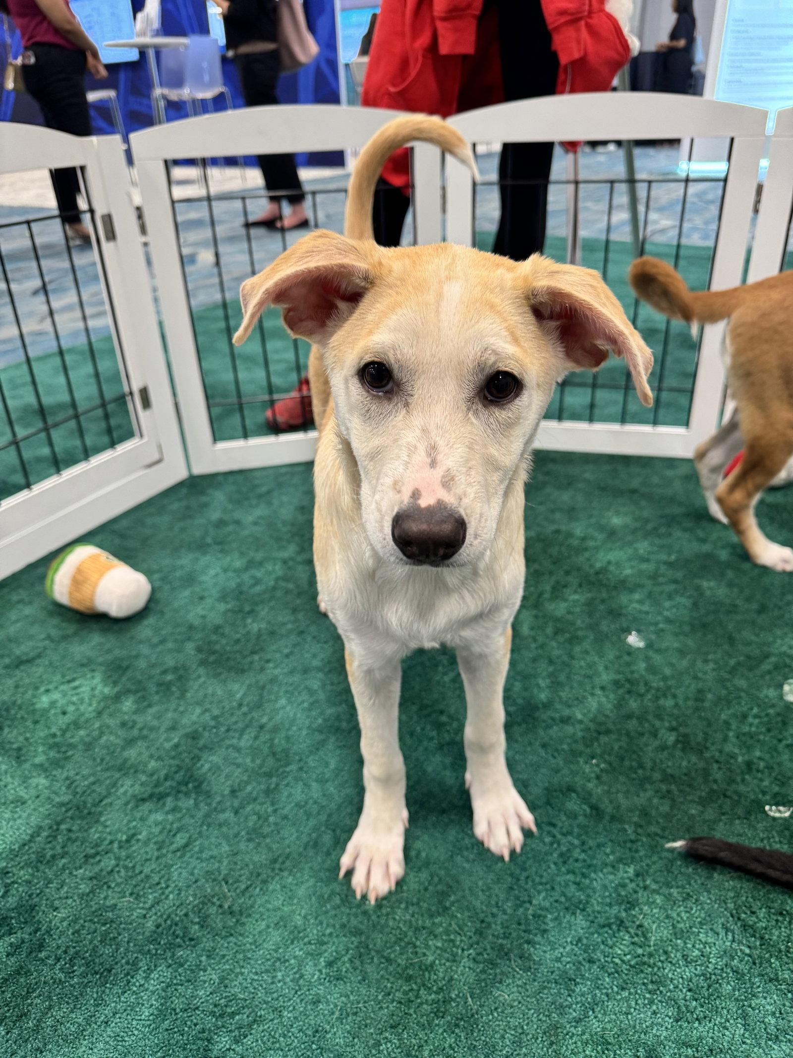 Yoko, a Adopted mixed breed in Sanford, FL image 2/3