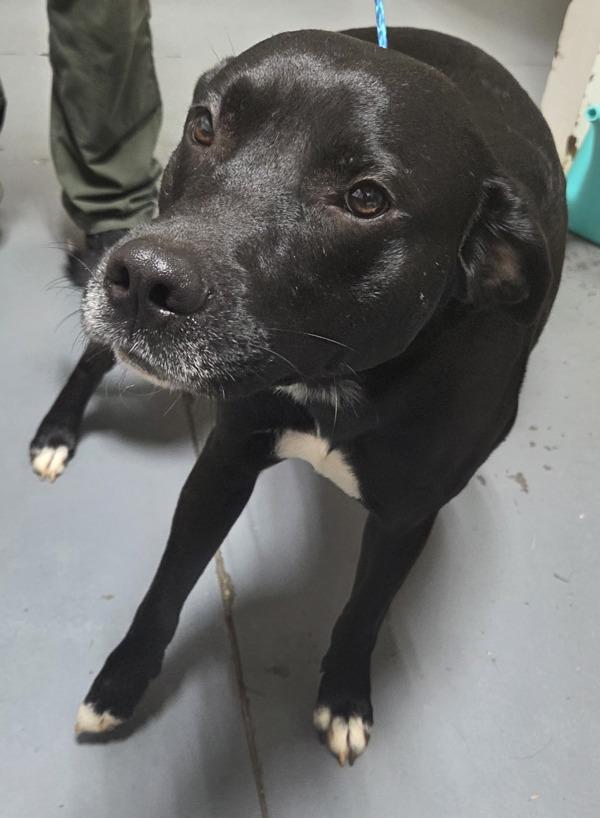 26-03-0698a Luke, Adoptable, Adult Male Labrador Retriever.