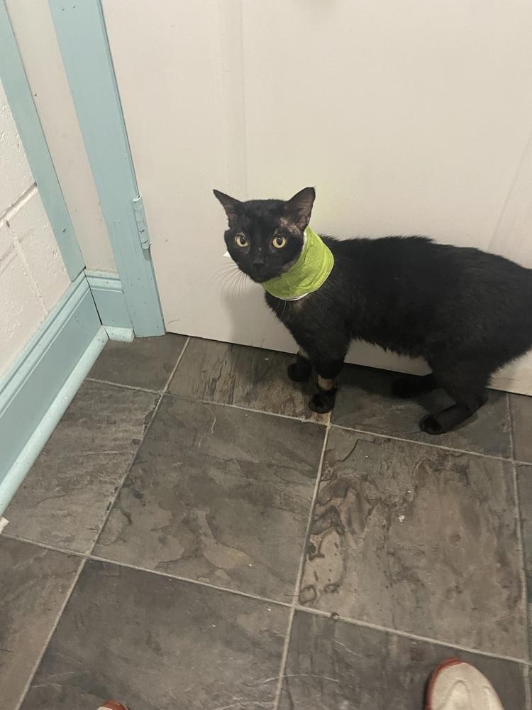 Enlarge Prince, a Adoptable Domestic Short Hair in Brandon, FL image 1/5
