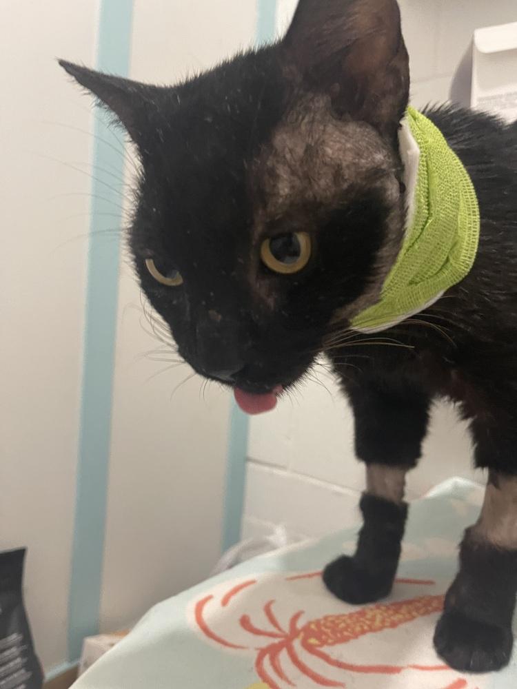 Enlarge Prince, a Adoptable Domestic Short Hair in Brandon, FL image 2/5