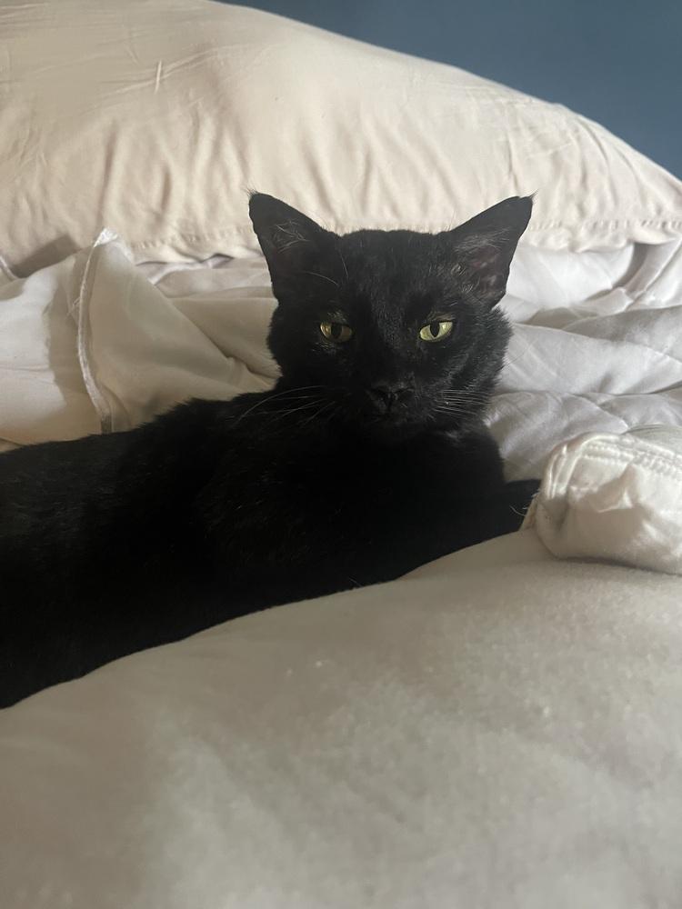 Enlarge Prince, a Adoptable Domestic Short Hair in Brandon, FL image 4/5