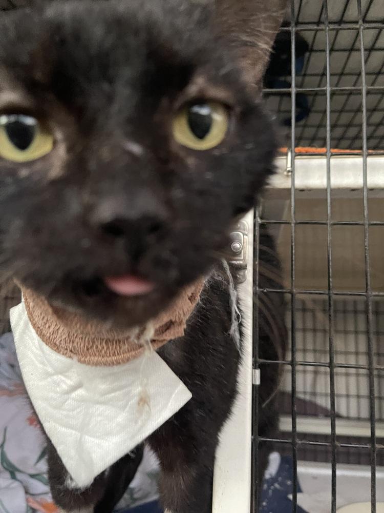 Enlarge Prince, a Adoptable Domestic Short Hair in Brandon, FL image 5/5