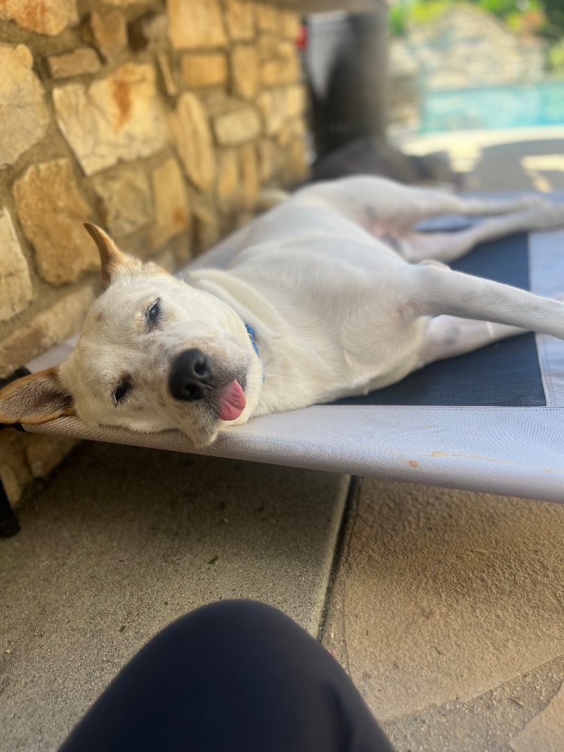 Enlarge Chopper, a Adoptable mixed breed in Claremont, CA image 3/5