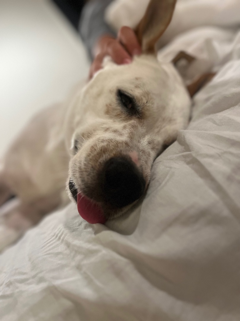 Enlarge Chopper, a Adoptable mixed breed in Claremont, CA image 1/5