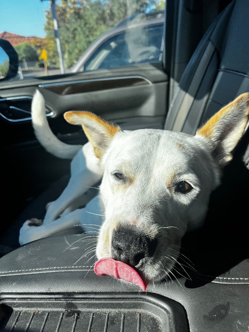 Enlarge Chopper, a Adoptable mixed breed in Claremont, CA image 4/5