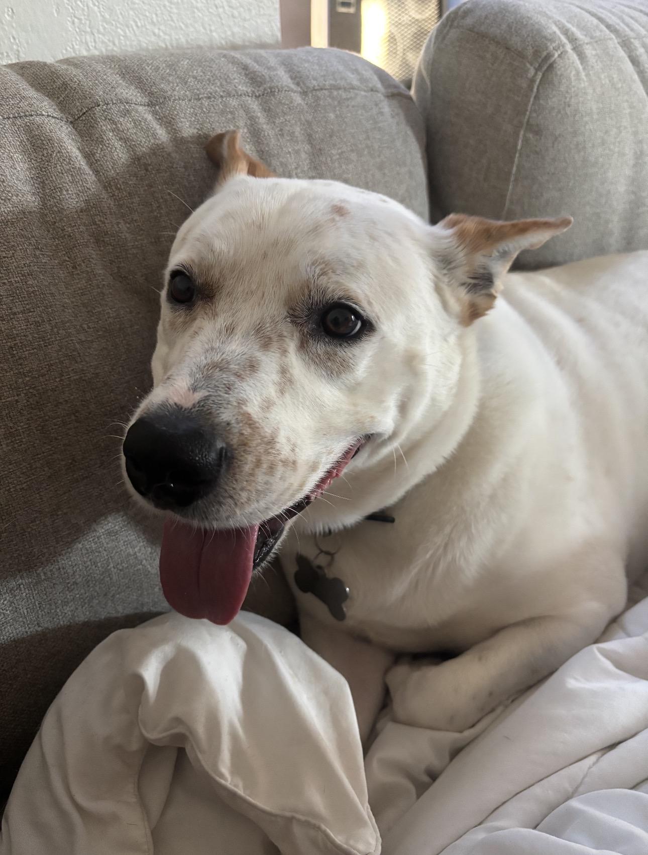 Hopper, Adoptable, Young Male White German Shepherd & Pit Bull Terrier.