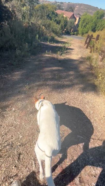 Enlarge Hopper, a Adoptable mixed breed in Claremont, CA video 6/6